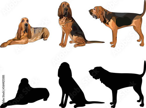 Bloodhound silhouettes. Laying, sitting, standing dog. Cute dog characters in various poses, design for print, cute cartoon vector set, in different poses. One color design, dog silhouette.