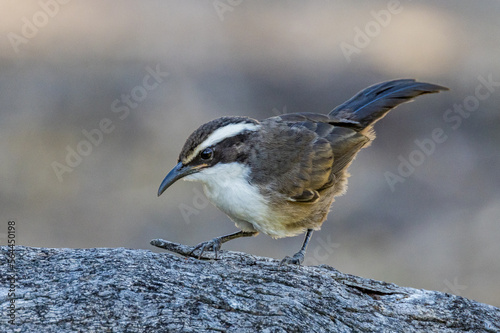 White-browed Babbler in Victoria, Australia