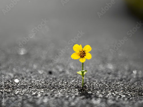 flower coming out of the asphalt