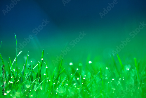 Dew drops on the grass at dawn. Selective soft focus.