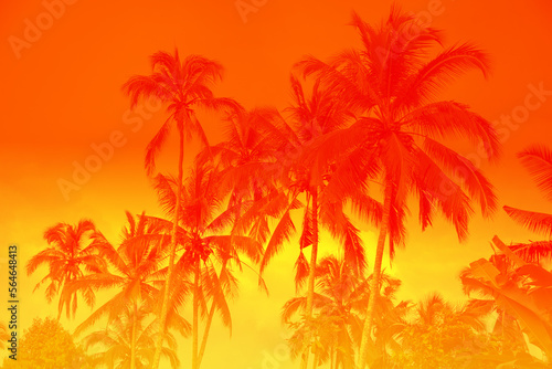 Palm tree tropical sunny forest, vacation concept