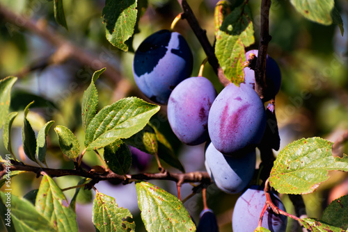 Plums in an orchard in France in summer. Blue and purple plums in the garden, prunus domestica