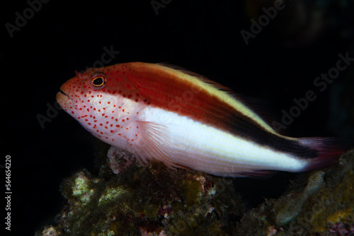 A Hawkfish rests at a coral reef. Underwater world of Tulamben, Bali, Indonesia.