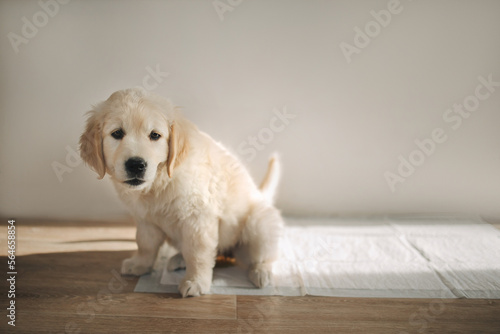 Golden Retriever puppy pissing on a diaper at home