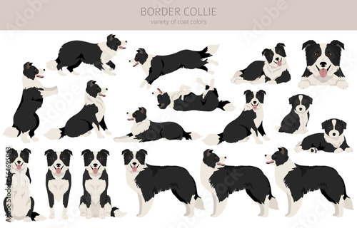 Border collie dog clipart. All coat colors set. All dog breeds characteristics infographic