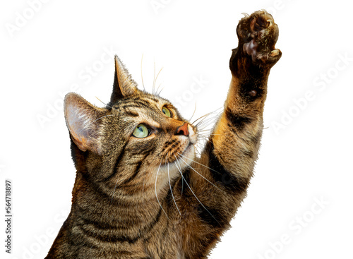 PNG. Cute tabby cat plays with its paw The cat raised its paw and carefully looks at the object