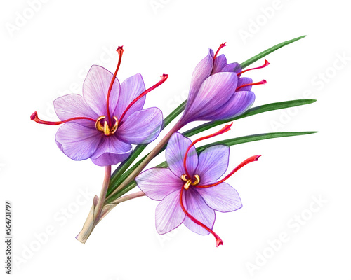 Saffron Crocus Flower Hand Drawn Pencil Illustration Isolated on White