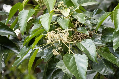 Blossoms and leaves of a candlenut, Aleurites moluccanus