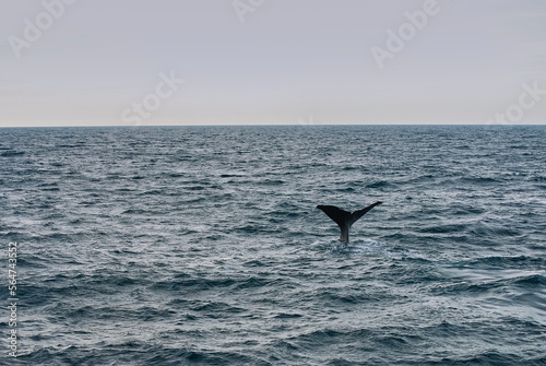 tail fin of a sperm whale on a whale watching boat tour