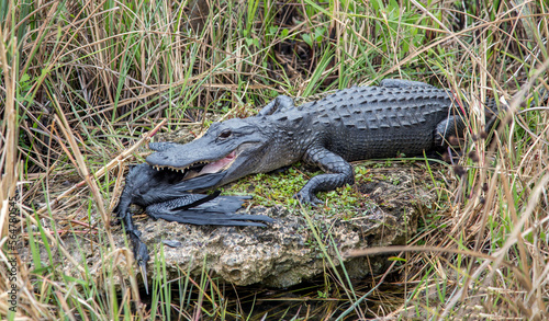 alligator in the everglades eating a bird (anhinga)
