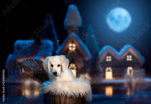 Smutny opuszczony pies w zimną księżycową noc. Biały Golden Retriever 