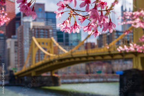 Pittsburgh Spring Cherry Blossoms