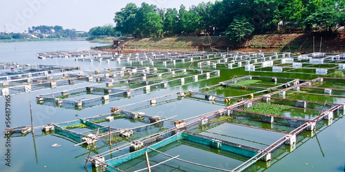 freshwater fish farming in lakes using cages