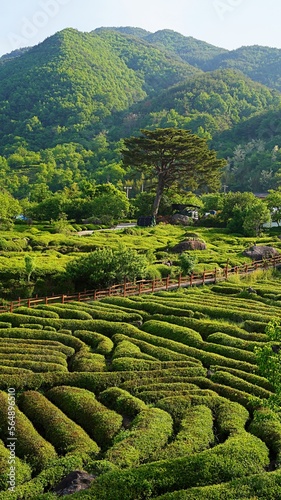 Spring scenery of tea fields in Hadong, South Korea
