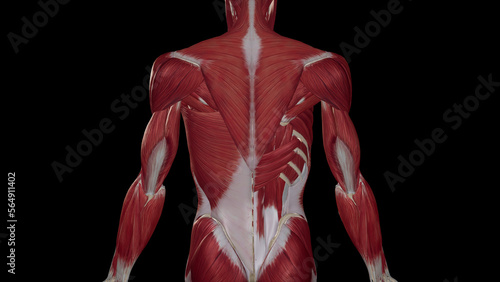 Back muscles anatomy illustration