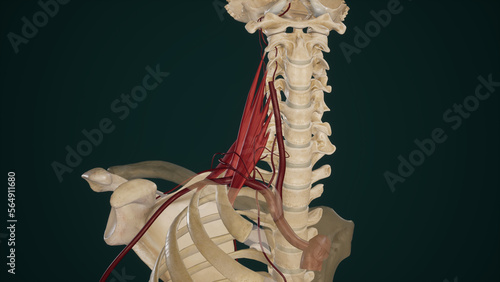 Branches of Subclavian Artery