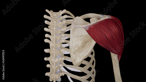 Deltoid muscle back view