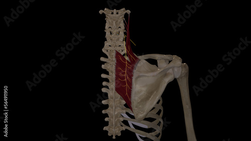 Dorsal Scapular Nerve