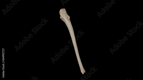 Posterior view of Right Ulna