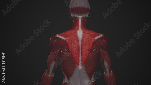 Medical Illustration of Trapezius