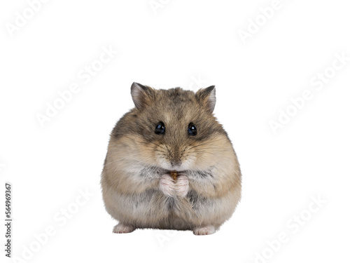 Cute adult brown hamster sitting on hind paws, holding and eating a flourworm in paws. Isolated cutout on a transparent background.