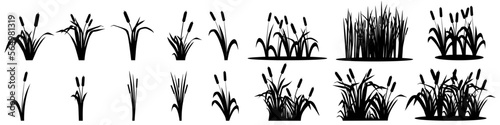 Cattail icon vector set. reeds illustration sign collection. swamp symbol. grass logo.