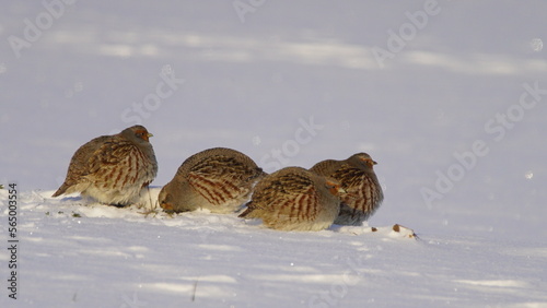 Grey partridge (Perdix perdix), also known as the gray-legged partridge, English partridge, Hungarian partridge, or hun at wintertime