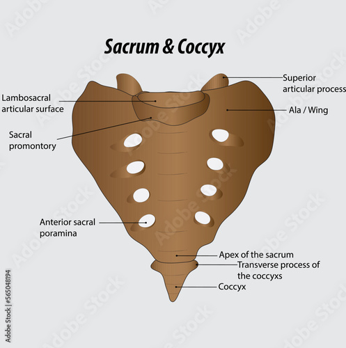 sacrum and coccyx labeled diagram vector drawing 