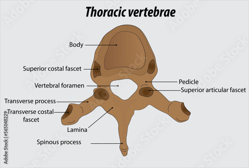 Thoracic vertebrae parts anatomy of the thoracic vertebrae labeled diagram illustration drawing
