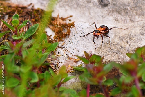 Agresywna leśna mrówka z otwartymi żuwaczkami