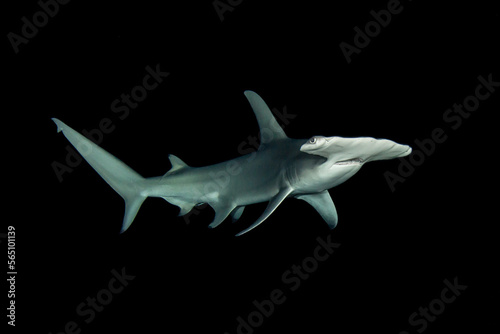 Great hammerhead shark in night dive