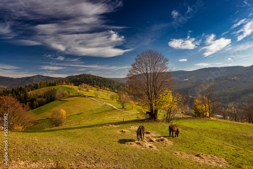 Krajobraz jesienny. Polana, konie i niebieskie niebo