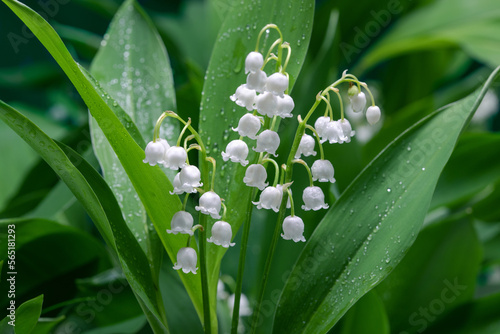 Convallaria majalis. Lily of the valley blooming in the spring forest.