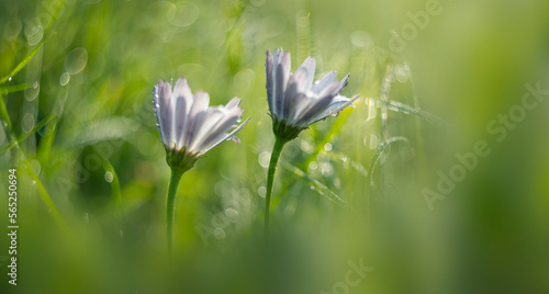 dewy flowers and grass with nice soft artistic bokeh