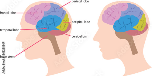 脳の構造の図解／Illustration of the structure of the brain