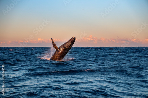 Humpback Whale Breach