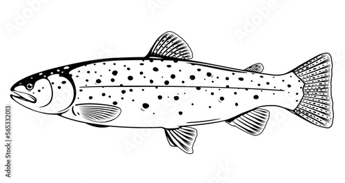 Realistic brown trout fish isolated illustration, one freshwater fish on side view, commercial and recreational fisheries
