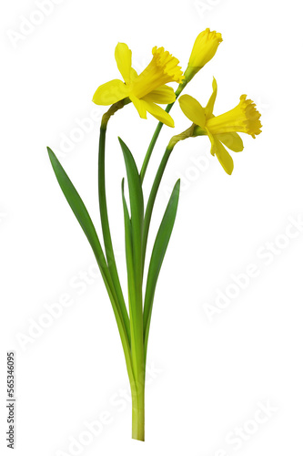 Bouquet of yellow narcissus flowers isolated on white or transparent background