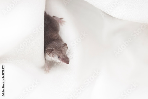 small wild animal shrew among white cloth