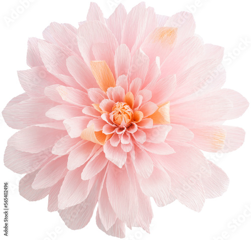 Isolated single paper flower dahlia made from crepe paper