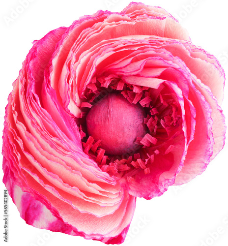 Isolated single paper flower ranunculus made from crepe paper