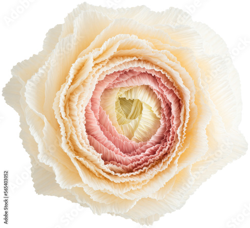 Isolated single paper flower ranunculus made from crepe paper