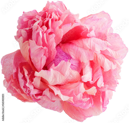 Isolated single paper flower peony made from crepe paper