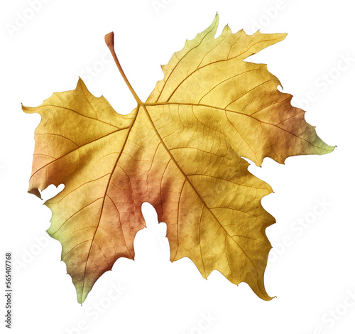 Yellow leaf isolated