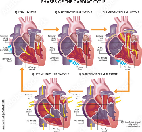 Medical illustration of the phases of the cardiac cycle, with annotations.