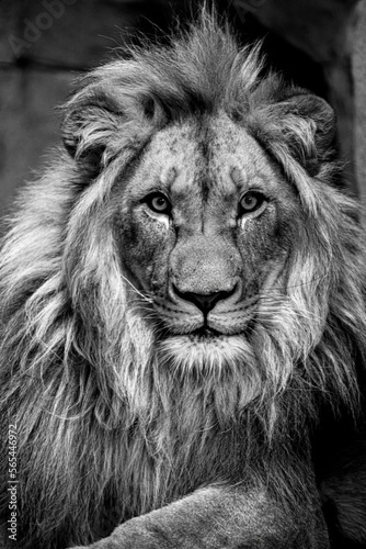 Portrait of an African Lion (Panthera leo)