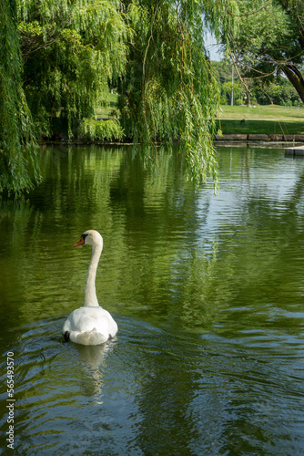 Beautiful white swan on the lake at Bayfront Park in Hamilton, Ontario, Canada.