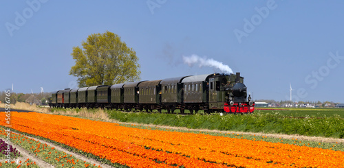 steam trai with tulip field, Hoorn - Medemblik, Noord Holland, Netherlands