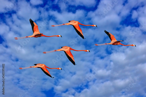 Flamingo flight on the blue sky with white clouds, Ría Celestun reserve, Yucatan on Mexico. Flock of birds fly. American flamingo, Phoenicopterus ruber, pink red birds in the nature mangrove habitat.