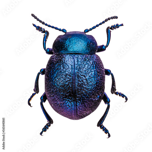 Cobalt milkweed beetle